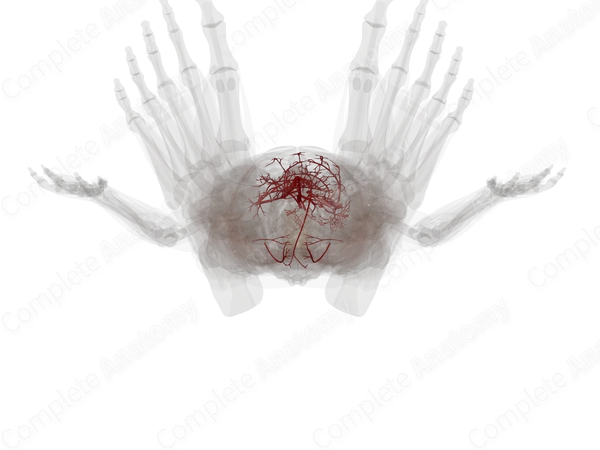 Arteries of Digestive System