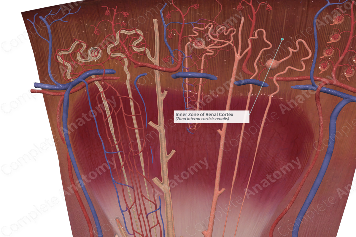 Inner Zone of Renal Cortex