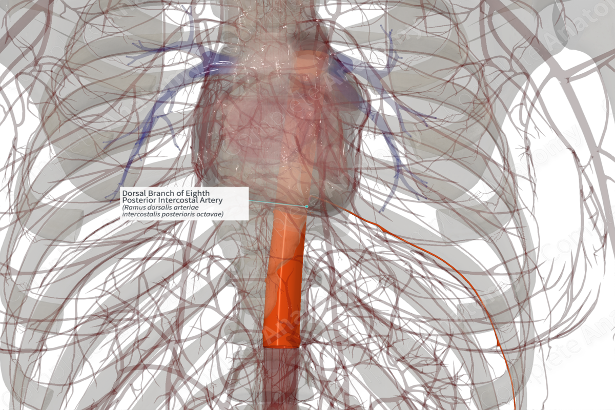 Dorsal Branch of Eighth Posterior Intercostal Artery (Left)