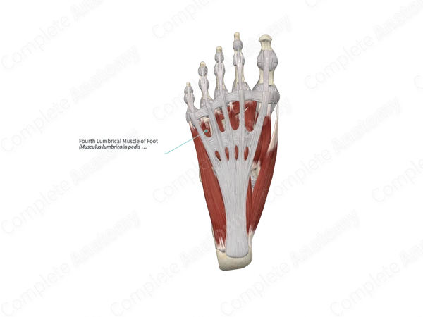Fourth Lumbrical Muscle of Foot 