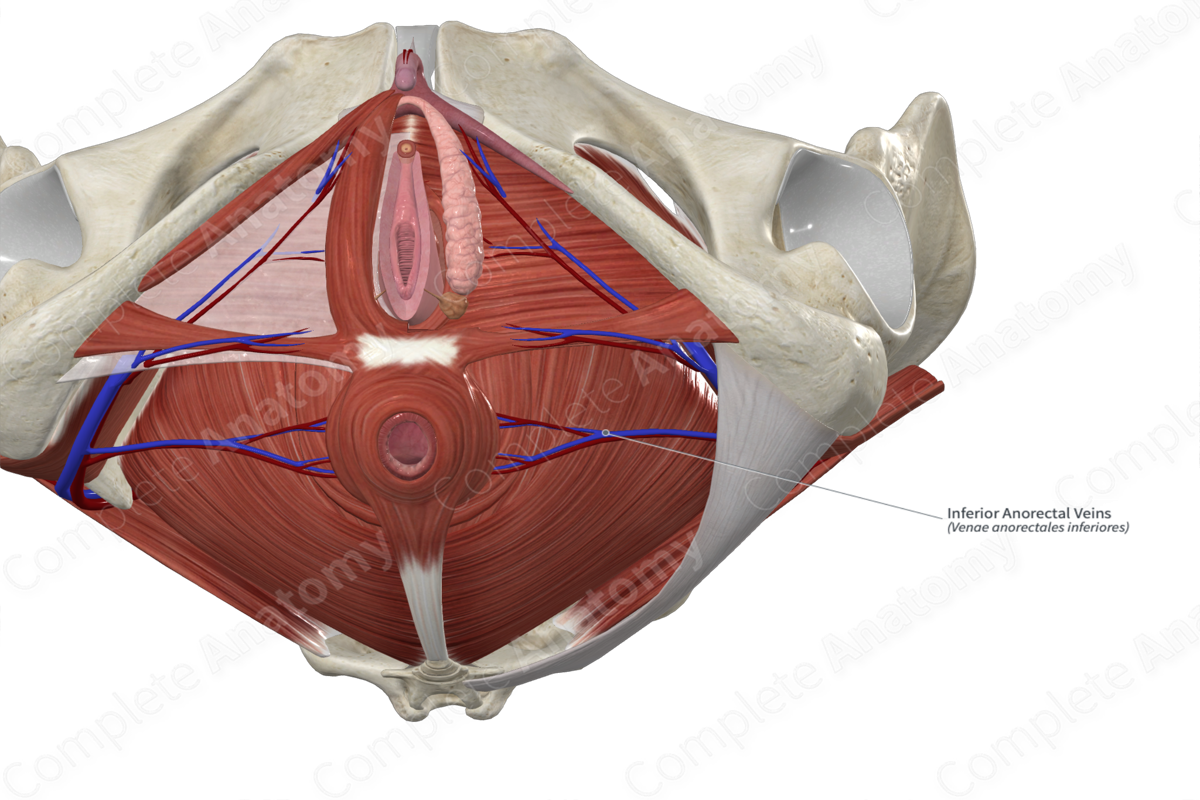 Inferior Anorectal Veins 