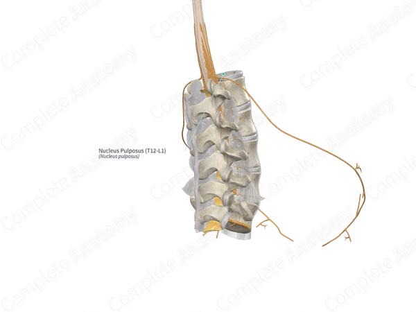 Nucleus Pulposus (T12-L1)