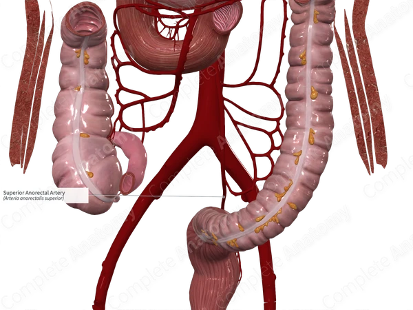 Superior Anorectal Artery