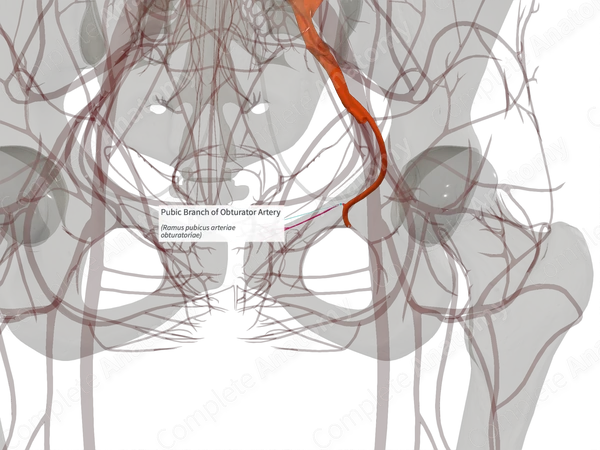 Pubic Branch of Obturator Artery (Right)