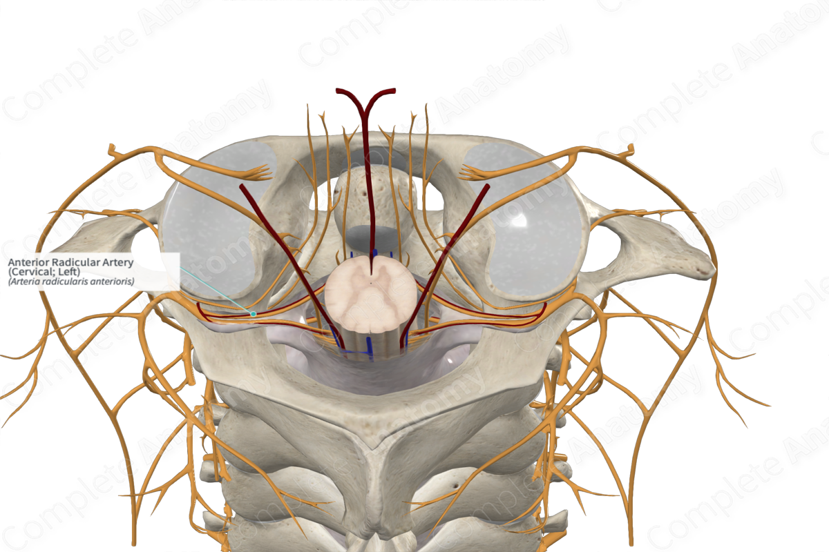 Anterior Radicular Artery (Cervical; Left)