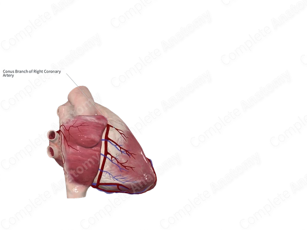 Conal Branch of Right Coronary Artery