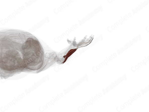 Deep Part of Posterior Compartment of Forearm (Left)