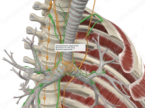 Apicoposterior Segmental Bronchus of Left Lung