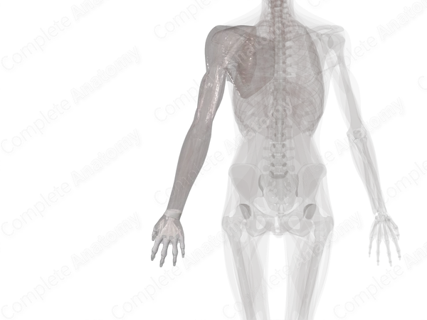Fascia of Upper Limb (Left)