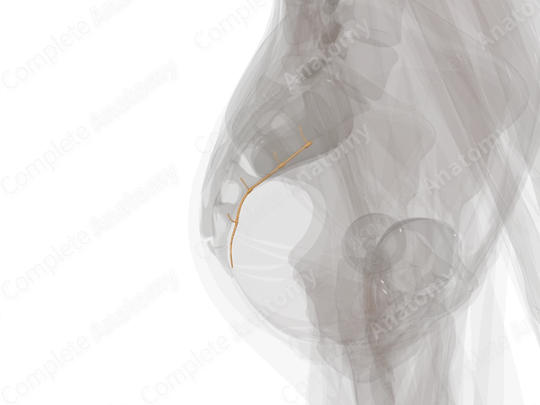Sympathetic Trunk (Sacral; Left)