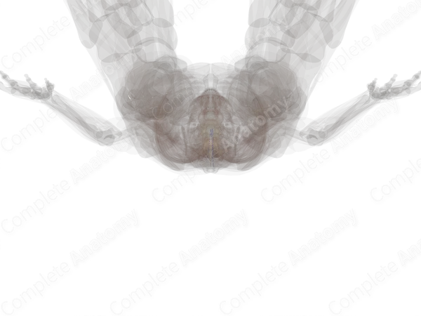 Posterior Segmental Medullary Veins