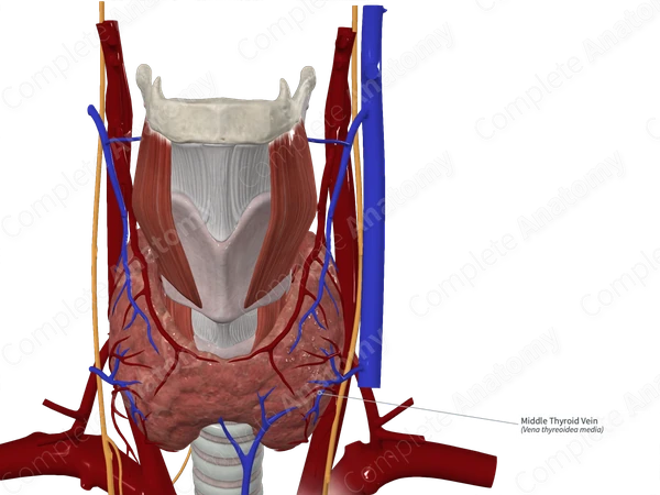 Middle Thyroid Vein