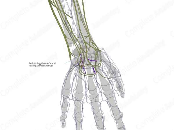 Perforating Veins of Hand (Right)
