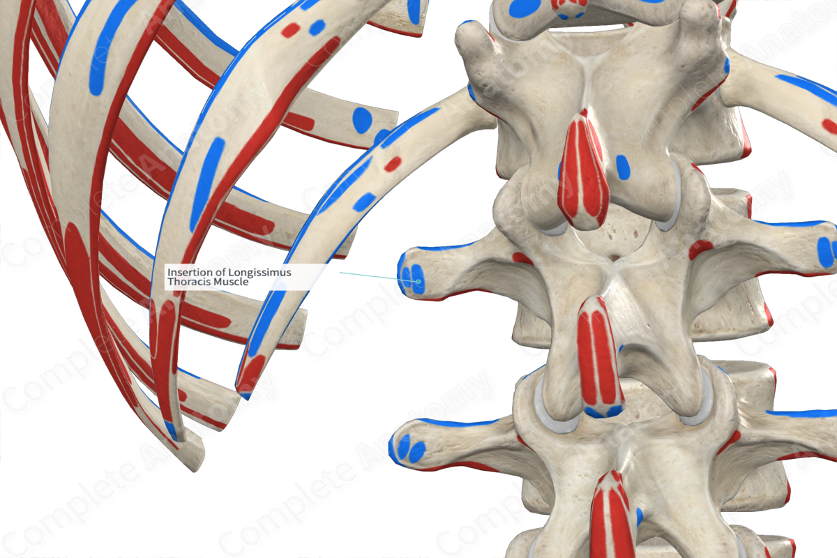 Insertion of Longissimus Thoracis Muscle