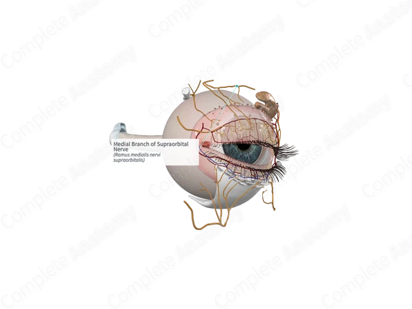 Medial Branch of Supraorbital Nerve