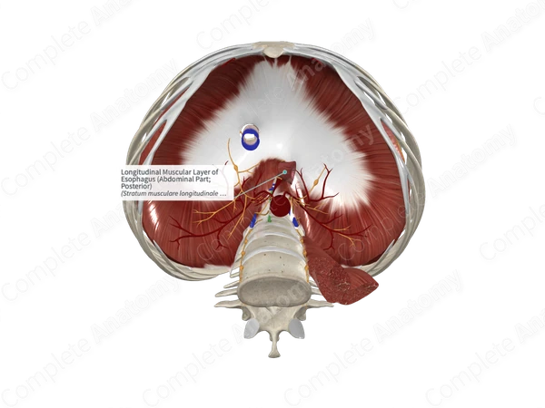 Longitudinal Muscular Layer of Esophagus (Abdominal Part; Posterior)