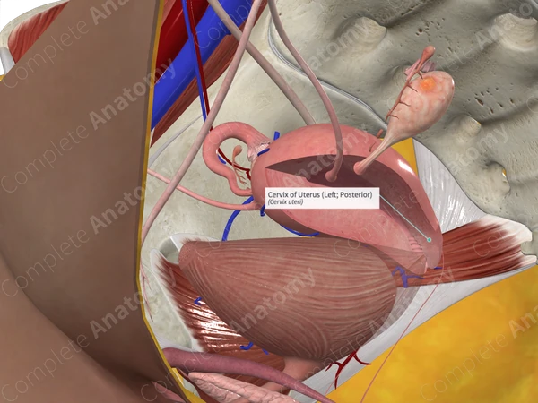 Cervix of Uterus (Left; Posterior)