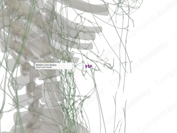 Middle Colic Nodes