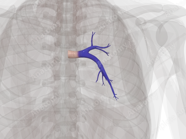 Pulmonary Arteries of Right Lung