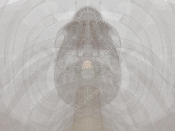 Intervertebral Disc (C2-C3)