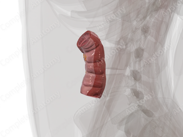 Ascending Colon