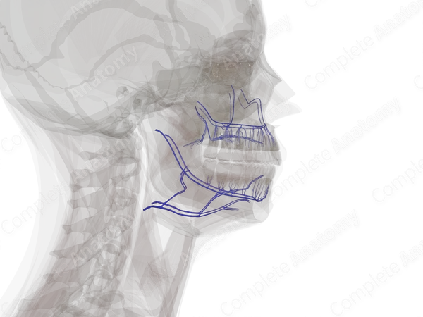 Veins of Oral Cavity