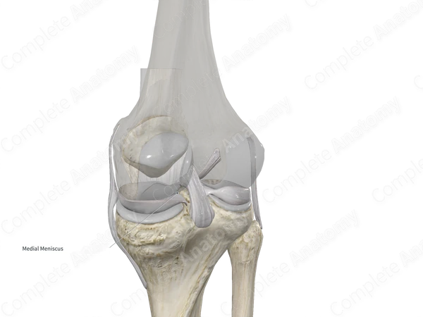Medial Meniscus of Knee Joint 