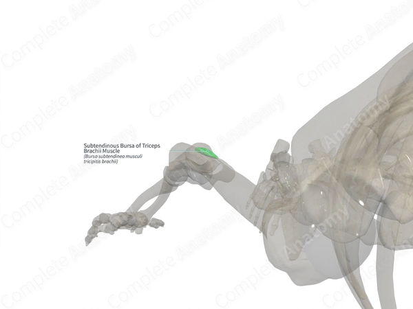 Subtendinous Bursa of Triceps Brachii Muscle (Right)
