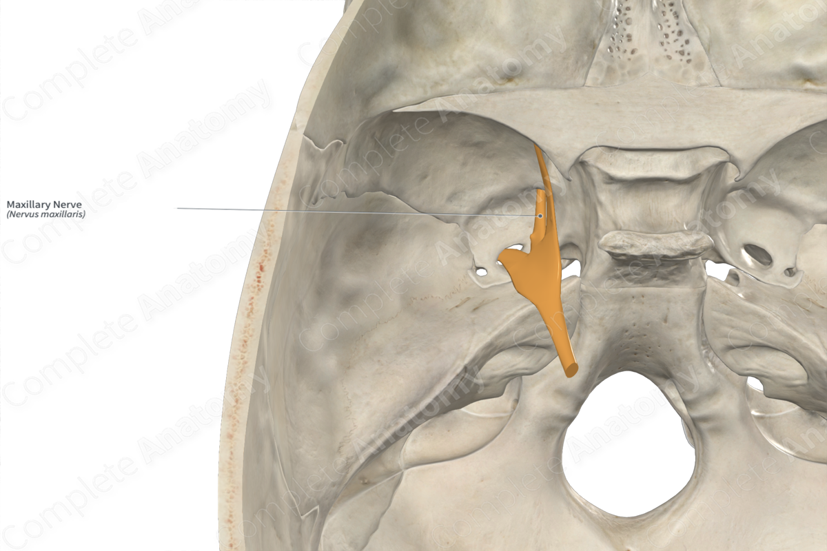 Maxillary Nerve 