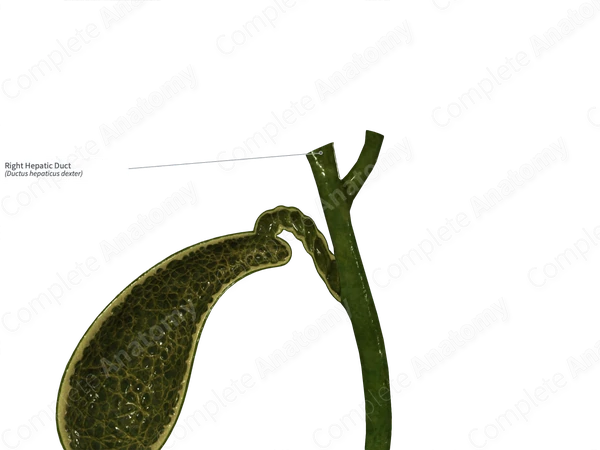 Right Hepatic Duct