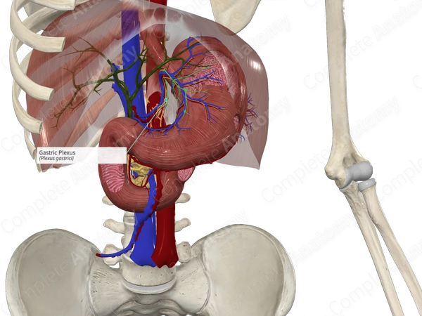 Gastric Plexus