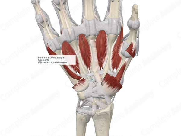 Palmar Carpometacarpal Ligaments