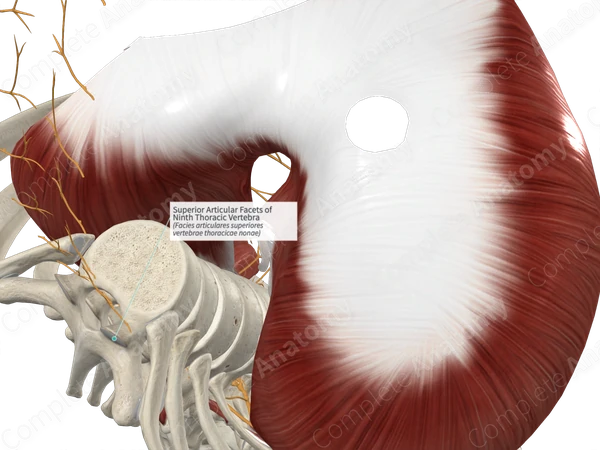 Superior Articular Facets of Ninth Thoracic Vertebra