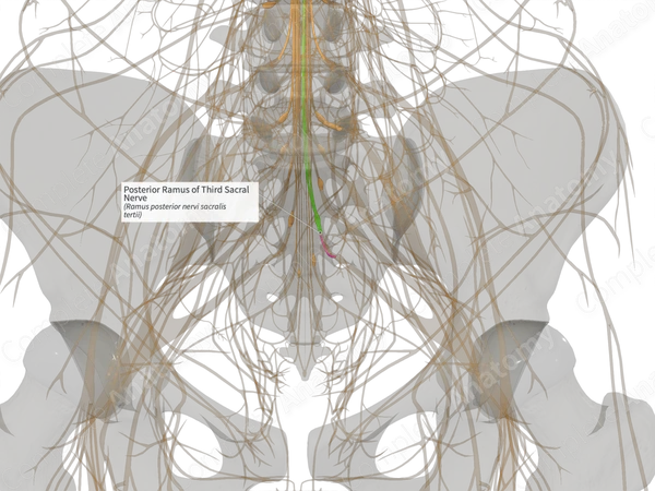 Posterior Ramus of Third Sacral Nerve (Left)