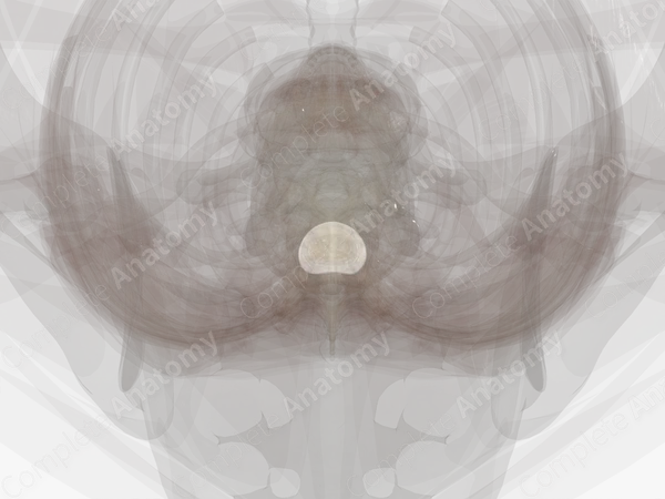 Intervertebral Disc (T9-T10)