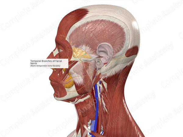 Temporal Branches of Facial Nerve