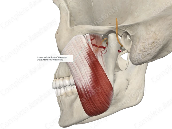 Intermediate Part of Masseter 