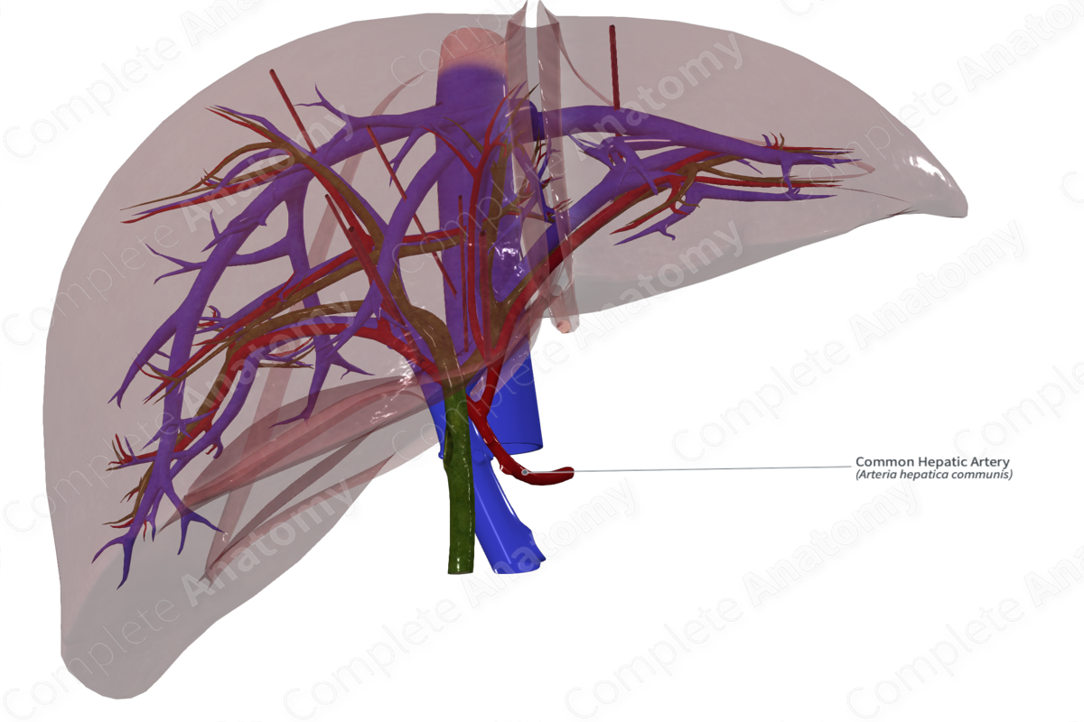 Common Hepatic Artery