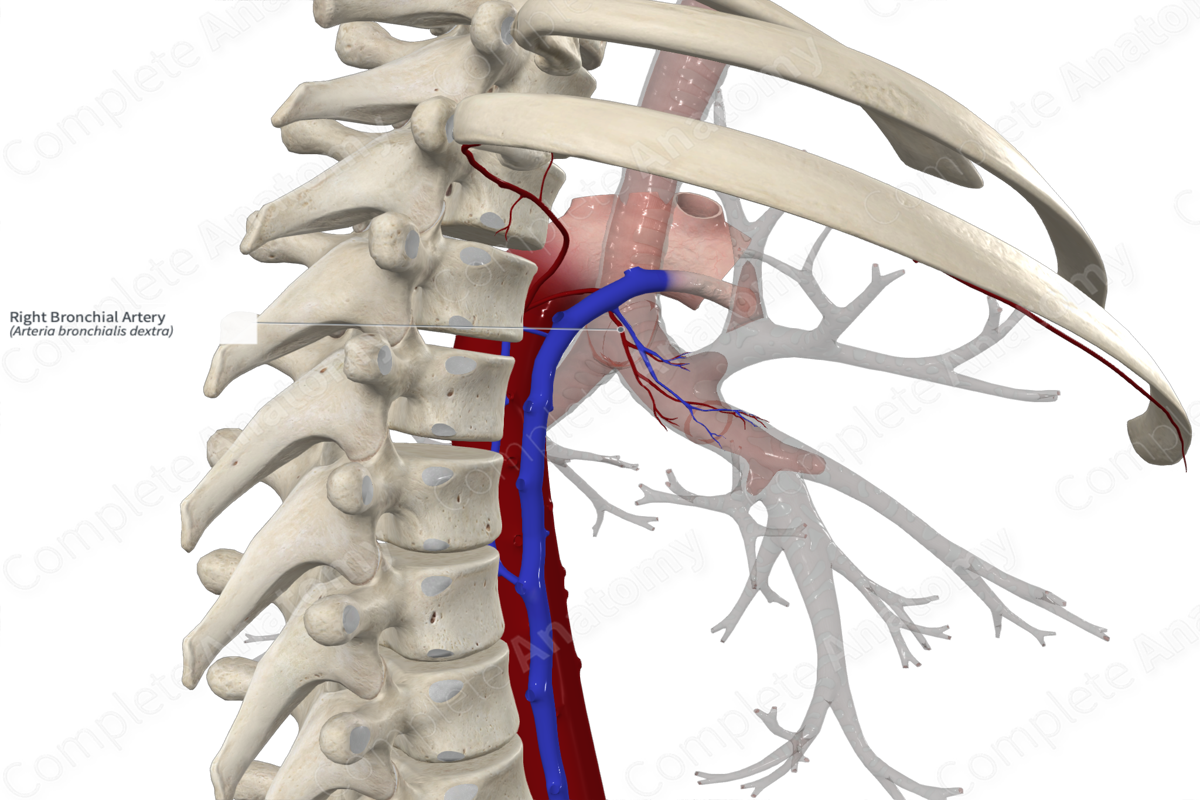 Right Bronchial Artery