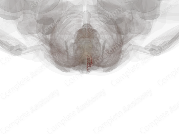 Medial Dorsal Cutaneous Branches of Posterior Intercostal Arteries (Left)