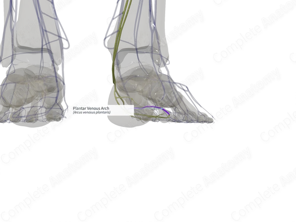 Plantar Venous Arch (Left)