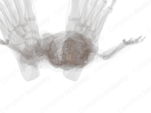 Bursae of Ankle Joint (Left)