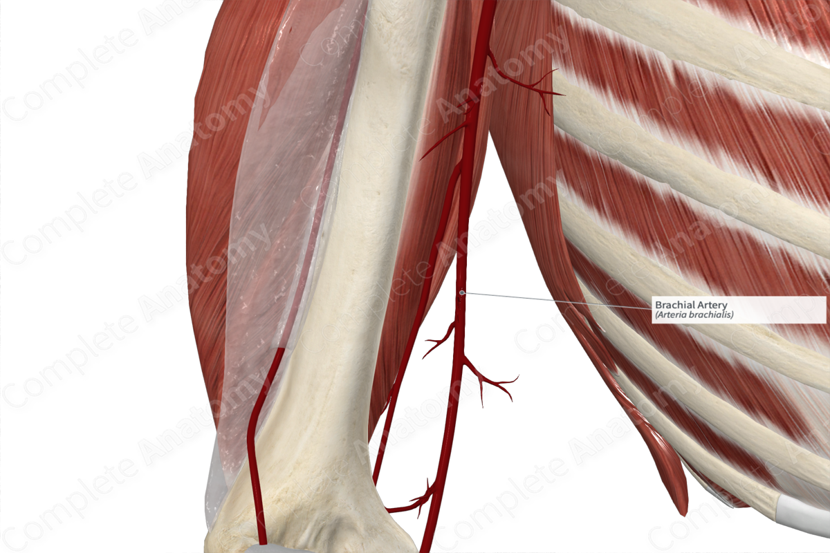 Brachial Artery | Complete Anatomy