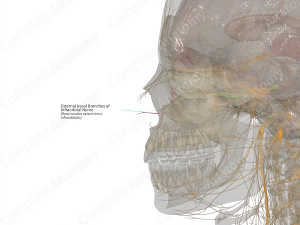External Nasal Branches of Infraorbital Nerve (Right)