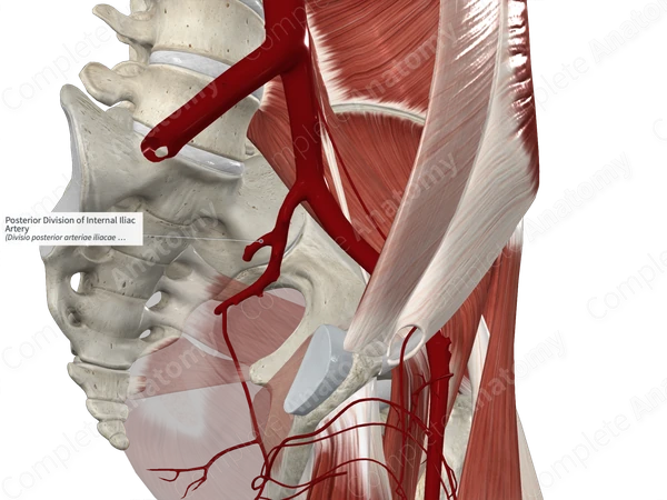 Posterior Division of Internal Iliac Artery