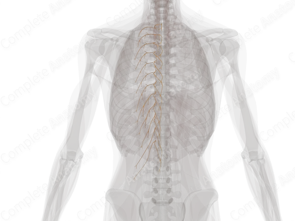 Posterior Rami of Thoracic Spinal Nerves (Left)