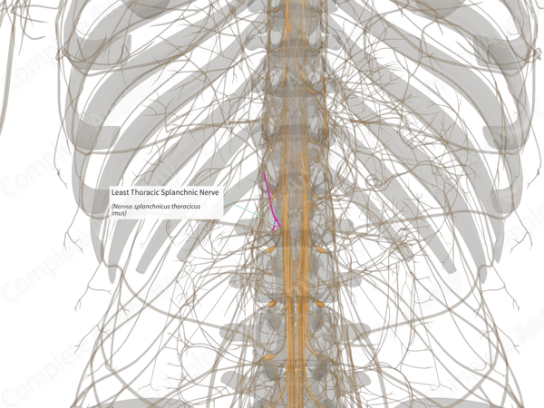 Least Thoracic Splanchnic Nerve (Right)