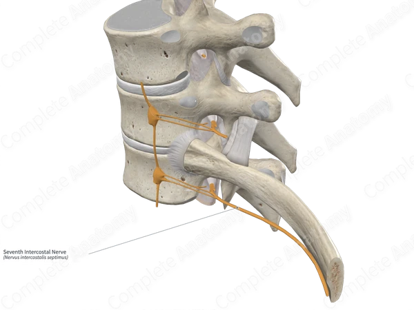 Seventh Intercostal Nerve