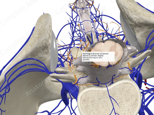 Meningeal Branch of Spinal Nerve (Lumbar; Right)