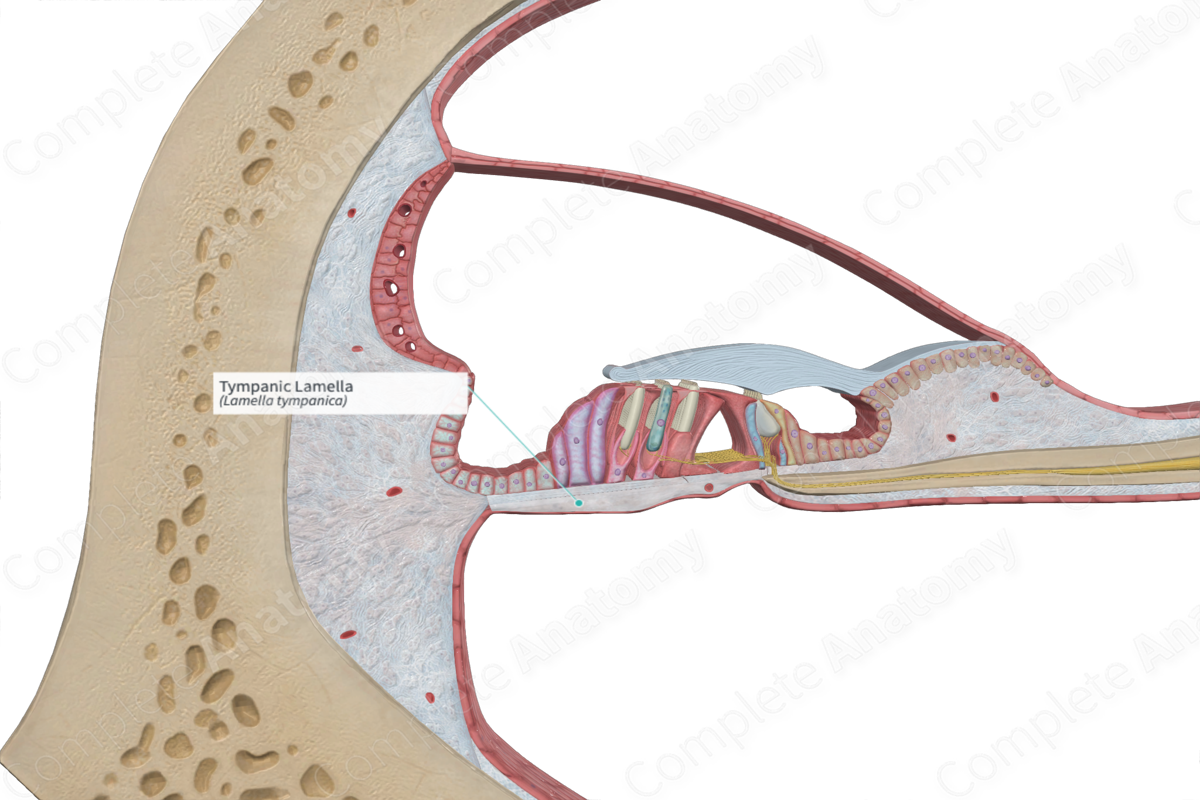 Tympanic Lamella  Complete Anatomy